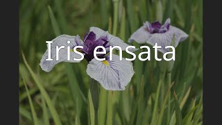 Iris ensata [upl. by Duhl]