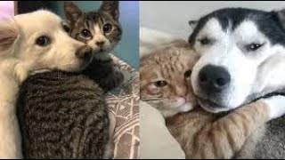 Cats And Dogs Protecting Each Other Compilation [upl. by Chrysa696]