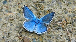 polyommatus amandus  butterflies of Greece [upl. by Allemat]