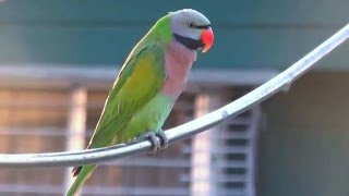 Red breasted Parakeet [upl. by Tillinger87]