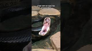 Anacauchemar nature animal omg anaconda snake [upl. by Ahsyat681]