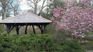 Laurelwood Arboretum spring flowers tour [upl. by Aehtna]