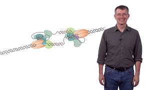 Stephen P Bell MIT  HHMI 1a Chromosomal DNA Replication The DNA Replication Fork [upl. by Parrott]