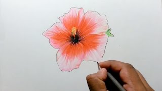 Drawing a Hibiscus using Prismacolor Colored Pencils [upl. by Ferrigno115]