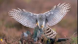 Sparrowhawk in flight [upl. by Pilihp325]