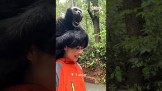 The Daily Life of a Yunnan Girl and a Gibbonanimals [upl. by Anuahsar]