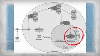 efecto antiinflamatorio de los glucocorticoides [upl. by Sherrard]