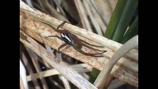 Dolomedes fimbriatus lovčík vodní [upl. by Enyt]