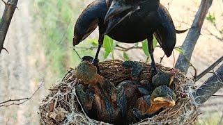 Attacks on Nest and Babies  WeBelongToNature [upl. by Drallim69]