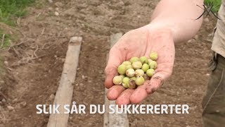 Slik sår du sukkererter [upl. by Starr555]