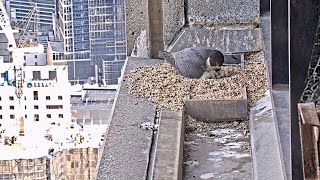 367 Collins St Falcons Dad Sits with Chicks 🐣 🐣 2 Eggs Now Squirmy Fluff Balls 🐥 2024 Oct 3 [upl. by Osric]