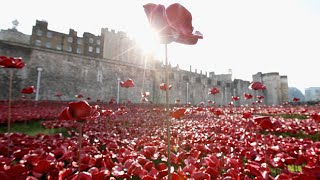 Riding the wave droneview of Tower of London poppy field [upl. by Brunella]