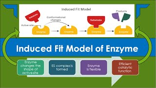 Induced Fit Model of Enzyme Action [upl. by Arised]