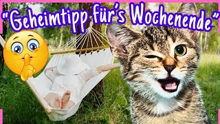 So wird das Wochenende super Verrückte Miezen senden süße Grüße 😸 [upl. by Asenav]