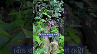 বেঁচে থাকার আপ্রাণ চেষ্টা [upl. by Reinke463]