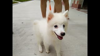 Dogs Training In Singapore 3 months CoCo Japanese Spitz [upl. by Sessilu785]