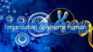 génétique 1ere année med dentaire  organisation de génome humain [upl. by Bessie296]