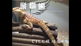 【鬆獅蜥】Part 1： 鬆獅蜥的背景資料以及有趣行為🐉 [upl. by Giverin]