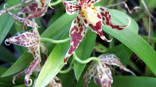 ODONTOGLOSSUM  ОДОНТОГЛОССУМ [upl. by Ecnedurp]