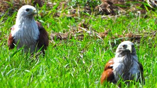 Brahminy kite birds of prey [upl. by Tynan]