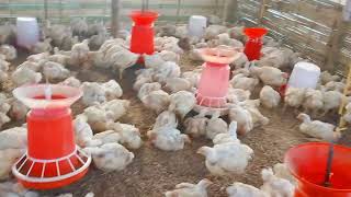 Amar boiler koilar farm video ğŸ”ğŸ”ğŸ“ [upl. by Nosnibor637]