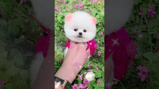 Teacup Pomeranian Dog Price In India shorts rajesh5g trending pets puppy doglover [upl. by Ania]