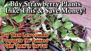 Purchasing amp Propagating Strawberry Plants for Fall Planting Save Money amp Plant Them in the Fall [upl. by Nobe]