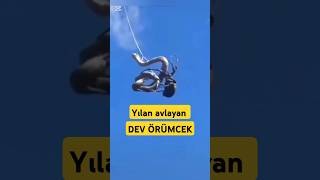 Koca yılanı solucana çeviren dev örümcek [upl. by Fortunio]