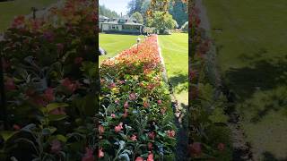 The Butchart Gardens Victoria shorts shortvideo victoria garden [upl. by Nisay]