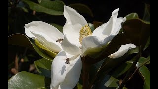 Immergrüne Magnolie Magnolia grandiflora [upl. by Niel18]