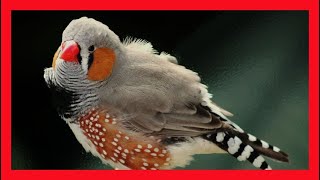 Zebra Finch Song Zebra Finch Call Zebra Finch Sound Call Chirp Vocalization Taeniopygia Guttata [upl. by Calla]