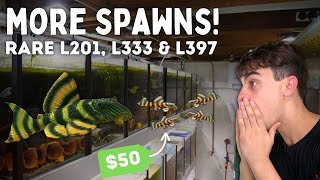 Rare Pleco Breeding L201 L270 L333 and More Day in the Fish Room 45 [upl. by Taddeusz]