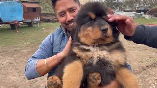 Dangerous Tibetan Mastiff dogs in Haldwani  Tibetan Mastiff puppies [upl. by Ettenirt]