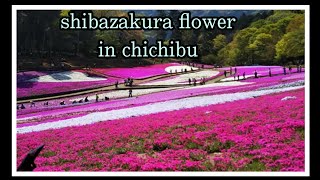 SHIBAZAKURA FLOWERS IN CHICHIBU JAPAN [upl. by Aina533]