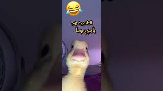 تعريف المدرسه احد الدول العربيه [upl. by Emirak]