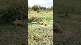 quotWild Clash Hyena vs Lion  Intense Fight for Dominancequot [upl. by Assilaj533]