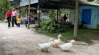 怡保旅遊大馬鴨子饲养场￼孩子最愛 Ipoh Traveling Trong Leisure Farm Perak MalaysiaSeptember 92022 [upl. by Brenn]