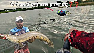 स्पीड से मरल का अटॅक वो भी ये फॉर्ग पे ही Snakehead Fishing Video [upl. by Sorce200]