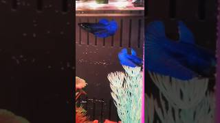 Two Betta Fish In One Tank 🐠🐋🐟bettafish aquarium [upl. by Thorndike]