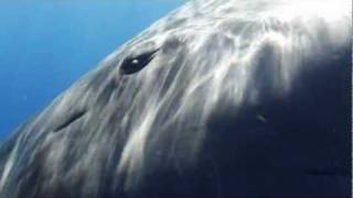 Sperm Whale Greeting [upl. by Aitnic107]