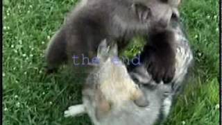 BEAR Cub amp WOLF Cub Wrestle [upl. by Eidorb]