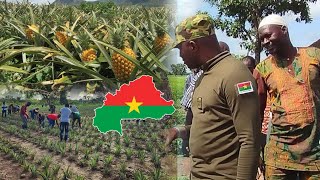 CHANMP DANANAS 🍍 🍍 ua Burkina Faso 🇧🇫🇧🇫Félicitation aux agriculteurs burkinabè [upl. by Enajharas662]