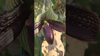 Paphiopedilum mystery Paph Petulant adoration justonemoreorchid [upl. by Annia]