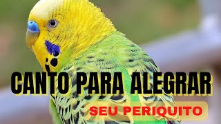 Periquito Australiano Cantando Assobio de Periquito PARA Alegrar o Seu Periquito [upl. by Teria]