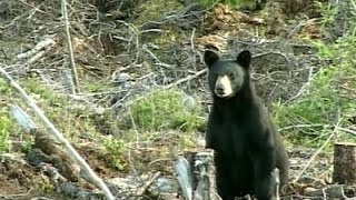 Québec Exploring Charlevoix – A World Biosphere Reserve [upl. by Dinny]