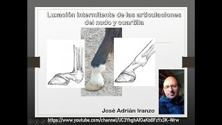 Tutorial subluxacion de nudo y cuartilla con casos clínicos [upl. by Devehcoy]