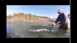 Wild Rivers Fishing and 20 pound Chetco River Steelhead [upl. by Blinnie1]