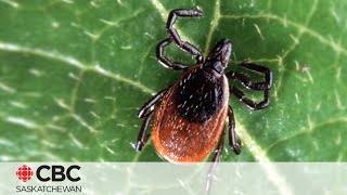 Blacklegged ticks known to carry Lyme disease increasing in Saskatchewan [upl. by Ehtylb427]