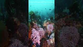 Farny Hydrocoral diving ocean catalina scuba socal travel Farnsworth pinnacle [upl. by Smith951]