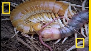 Giant Centipede  National Geographic [upl. by Stagg333]